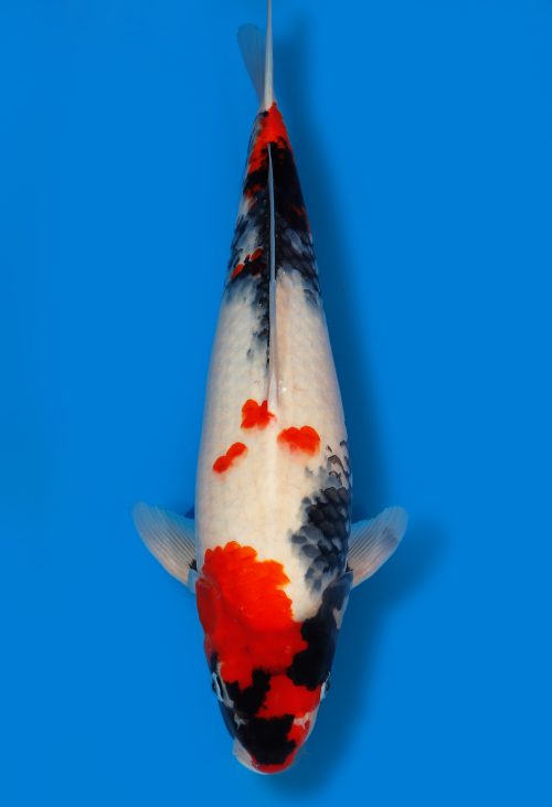 Koi Auktion Dainichi Showa JumboTosai MonaLisa - 47cm T11-1315