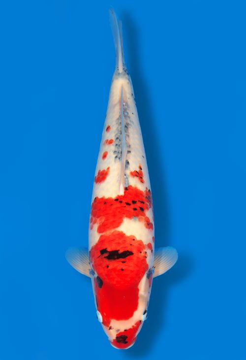 Koi Auktion Dainichi Showa JumboTosai MonaLisa - 51cm T11-1314