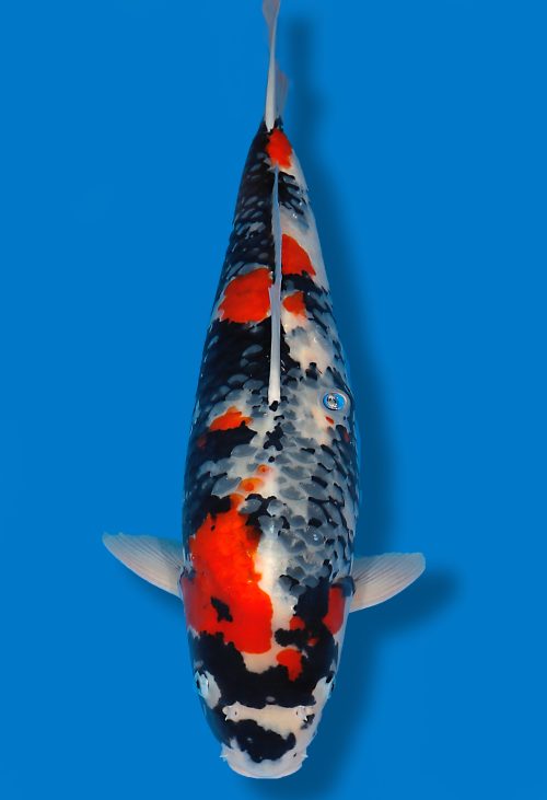 Koi Auktion Dainichi Showa Nisai MonaLisa female 60cm T14-1174