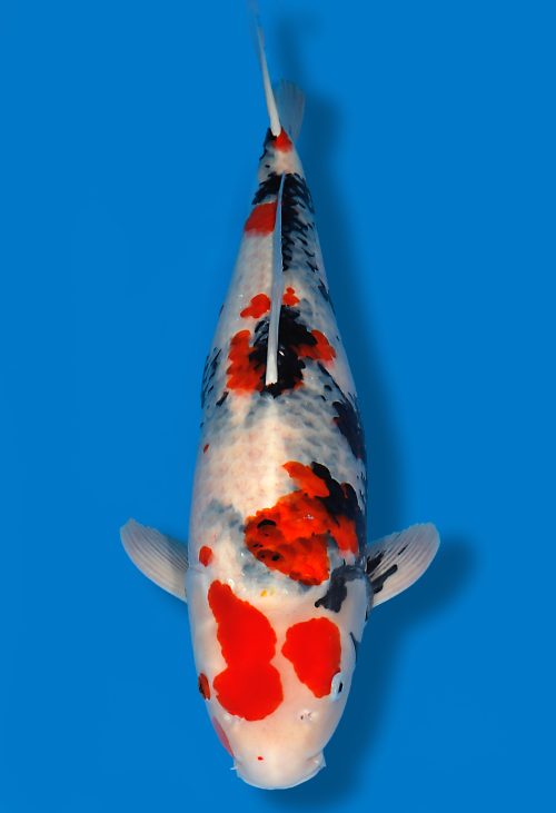 Koi Auktion Dainichi Showa Nisai MonaLisa female 60cm T14-1175