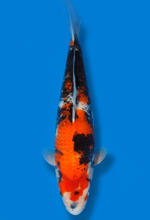 Koi Auktion Dainichi Showa JumboTosai Monroe - 50cm T06-1231