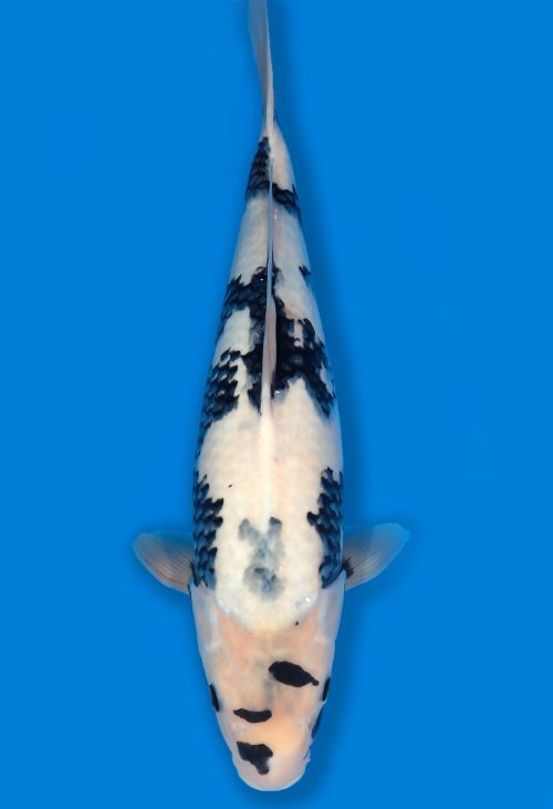 Koi Auktion Dainichi Shiro Nisai MonaLisa female 52cm T06-0117