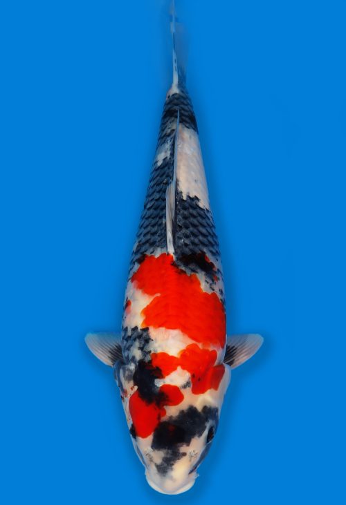 Koi Auktion Dainichi Showa JumboTosai MonaLisa - 52cm T06-1500