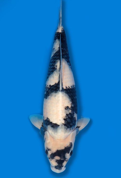Koi Auktion Dainichi Shiro Nisai MonaLisa female 54cm T06-1489
