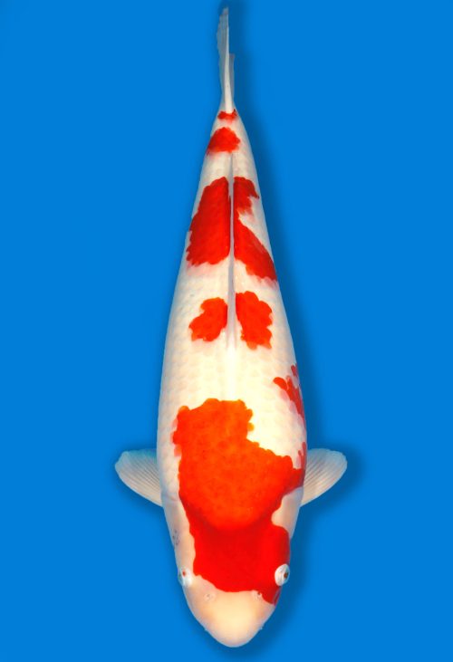 Koi Shop Dainichi Kohaku Nisai RedTiger female 62cm T14-1535