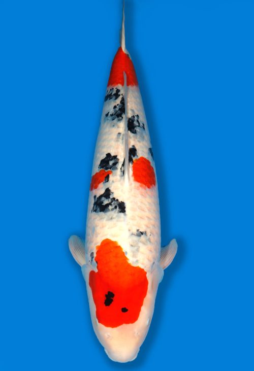 Koi Shop Dainichi Sanke Nisai MrBig female 80cm T14-1533