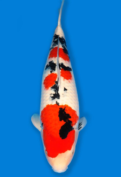 Koi Shop Dainichi Sanke Nisai MrBig female 66cm T14-1532