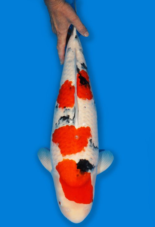 Koi Shop Dainichi Sanke Nisai MrBig female 65cm T14-1530