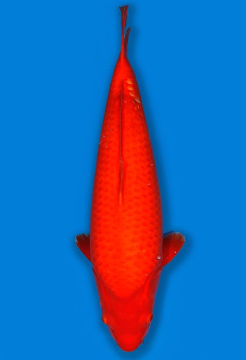 Koi Auktion Dainichi Benigoi Nisai SuperRikidozan female 57cm T14-1660
