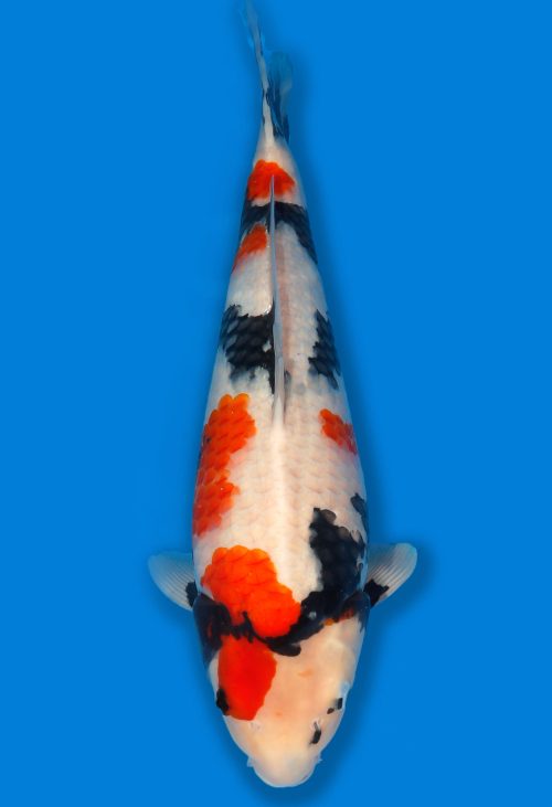 Koi Auktion Dainichi Showa JumboTosai MonaLisa - 47cm T06-1689