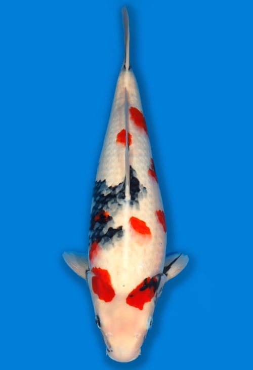 Koi Auktion Dainichi Showa JumboTosai MonaLisa - 50cm T06-1701