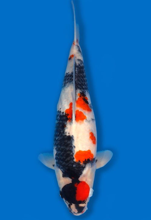 Koi Auktion Dainichi Showa JumboTosai MonaLisa - 46cm T06-1722