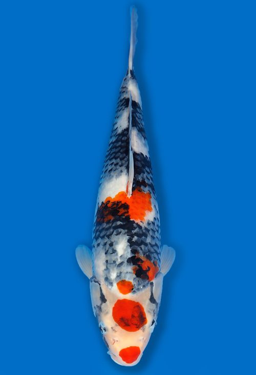 Koi Auktion Dainichi Showa Nisai MonaLisa female 53cm T06-0126