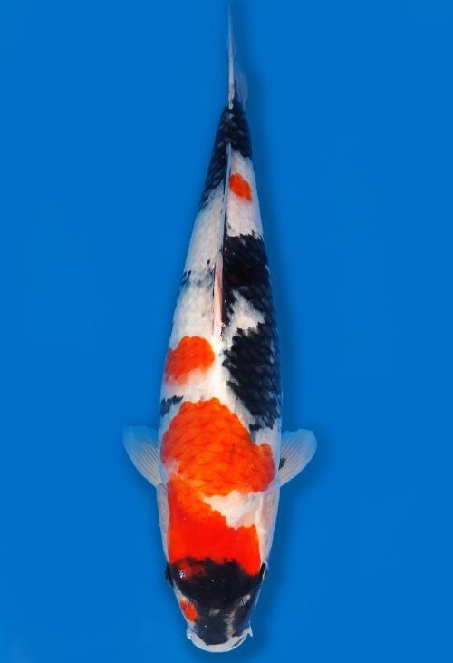 Koi Auktion Dainichi Showa JumboTosai blackMonroe - 54cm T06-1726