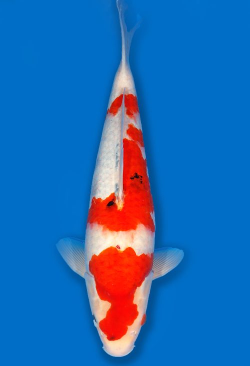 Koi Auktion Dainichi Showa JumboTosai whiteMonroe - 46cm T06-1755
