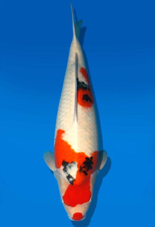 Koi Auktion Dainichi Sanke Nisai MrBig female 61cm T06-0096