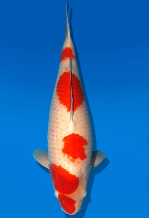 Koi Auktion Dainichi Kohaku Nisai SuperRikidozan female 60cm T06-0100