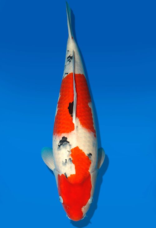 Koi Auktion Dainichi Sanke Nisai MrBig female 60cm T06-0104