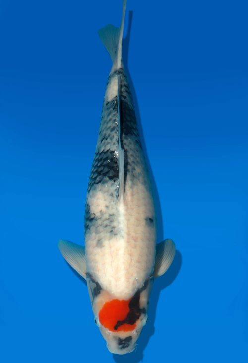 Koi Auktion Dainichi T.Showa Nisai BlackMonroe female 55cm T06-0106