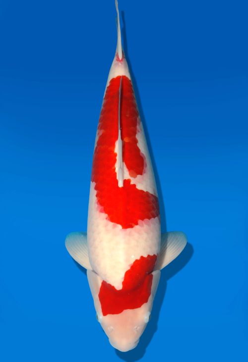 Koi Auktion Dainichi Kohaku Nisai RedTiger female 56cm T06-0058