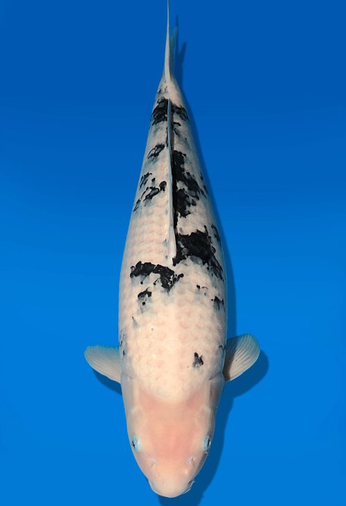 Koi Auktion Dainichi Bekko Nisai MSankejr. female 52cm T06-0059
