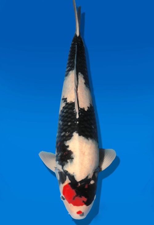 Koi Auktion Dainichi TShowa Nisai BlackMonroe male 64cm T06-0065