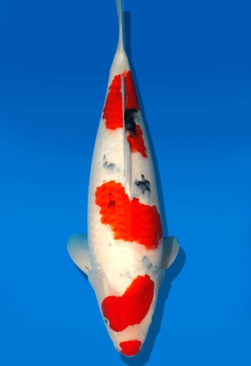 Koi Auktion Dainichi Sanke Nisai MrBig female 58cm T06-0070