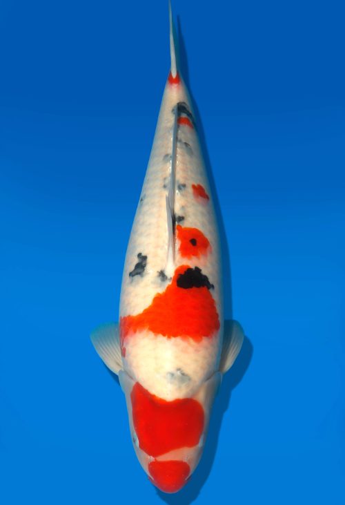 Koi Auktion Dainichi Sanke Nisai MrBig female 60cm T06-0085