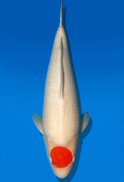 Koi Auktion Dainichi Tancho Nisai SuperRikidozan female 56cm T06-0086