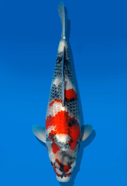 Koi Auktion Dainichi Showa Nisai MonaLisa female 50cm T06-0127