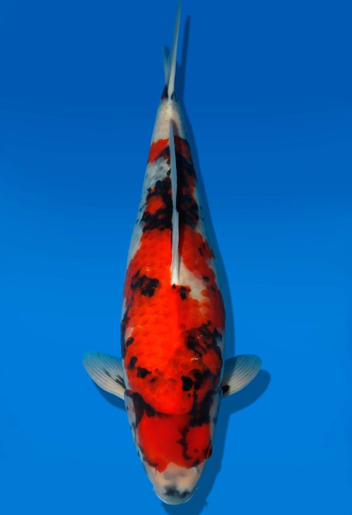 Koi Auktion Dainichi Showa Nisai MonaLisa female 54cm T06-0128