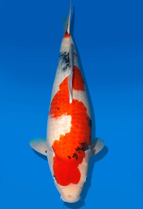 Koi Auktion Dainichi Showa Nisai MonaLisa female 59cm T06-0131