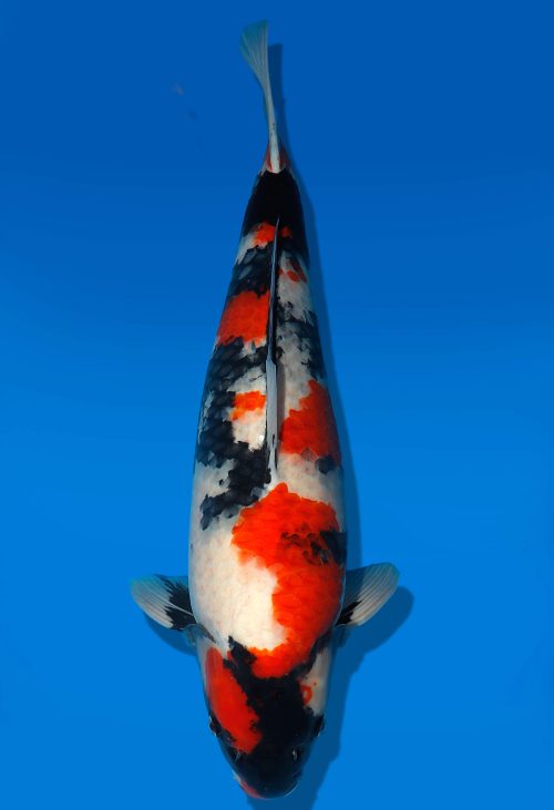 Koi Auktion Dainichi Showa Nisai MonaLisa female 57cm T06-0135