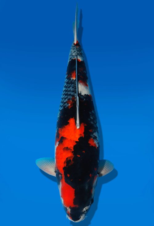 Koi Auktion Dainichi Showa Nisai MonaLisa female 56cm T06-0138
