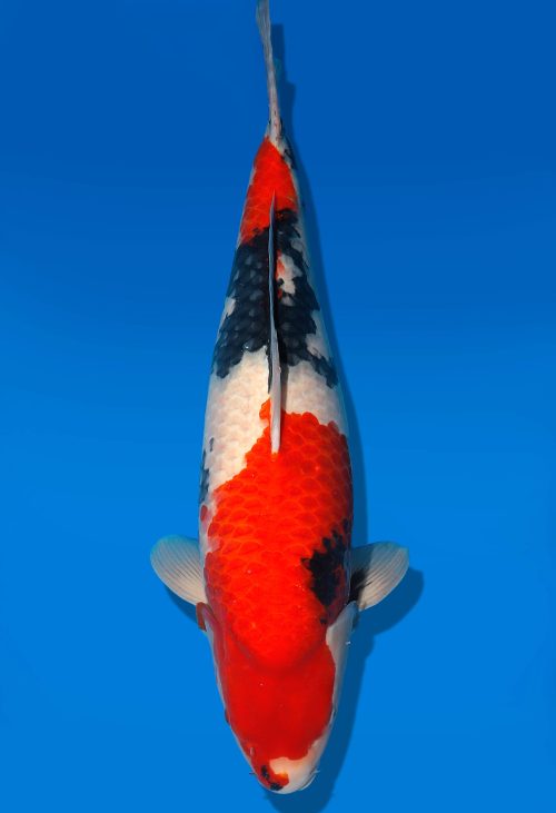 Koi Auktion Dainichi Showa Nisai MonaLisa female 61cm T06-0145