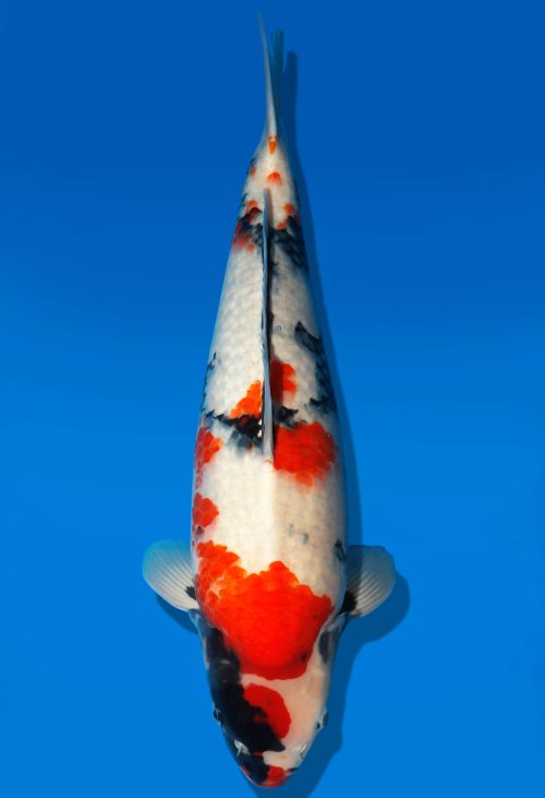 Koi Auktion Dainichi Showa Nisai MonaLisa female 59cm T06-0145