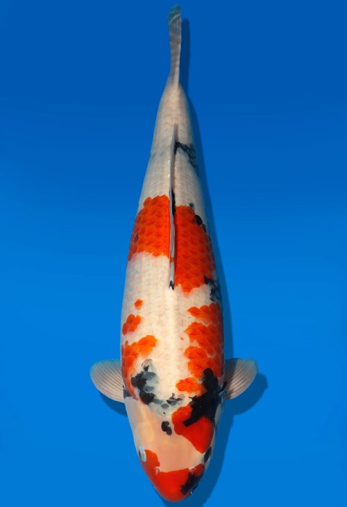 Koi Auktion Dainichi Showa Nisai MonaLisa female 62cm T06-0144