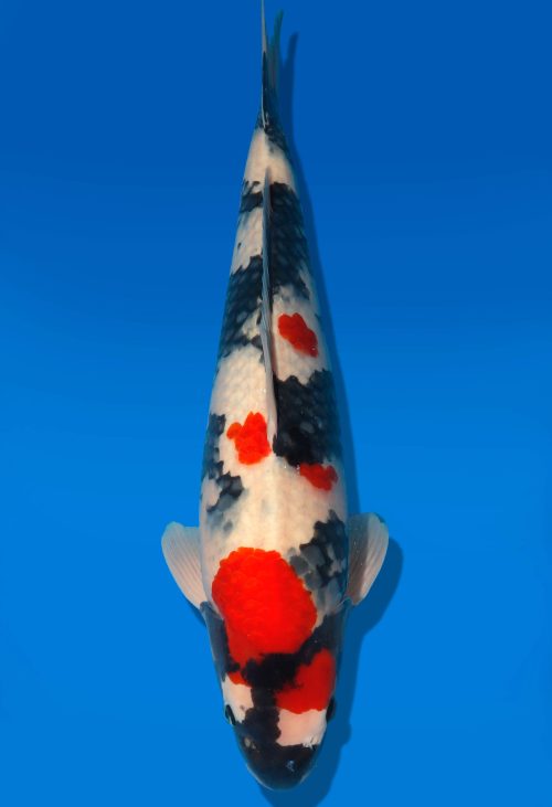 Koi Auktion Dainichi Showa Nisai MonaLisa male 52cm T06-0150