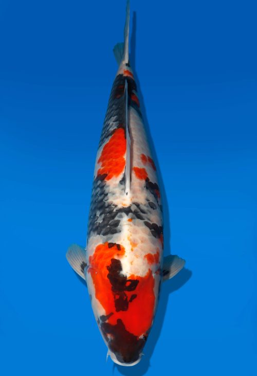 Koi Auktion Dainichi Showa Nisai MonaLisa female 64cm T06-0156