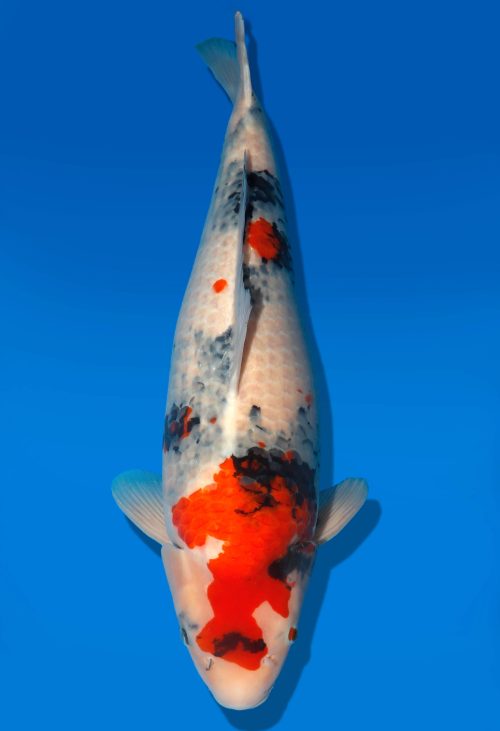 Koi Auktion Dainichi Showa Nisai MonaLisa female 59cm T06-0157