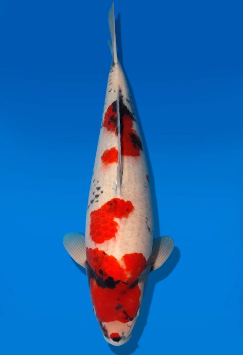 Koi Auktion Dainichi Showa Nisai WhiteMonroe male 54cm T06-0158