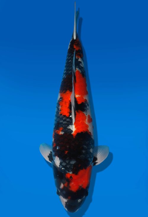 Koi Auktion Dainichi Showa Nisai MonaLisa female 56cm T06-0166