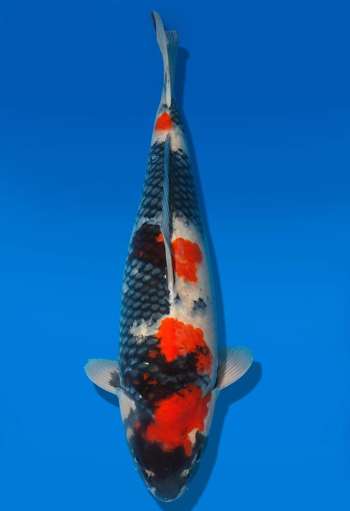 Koi Auktion Dainichi Showa Nisai MonaLisa female 58cm T06-0167