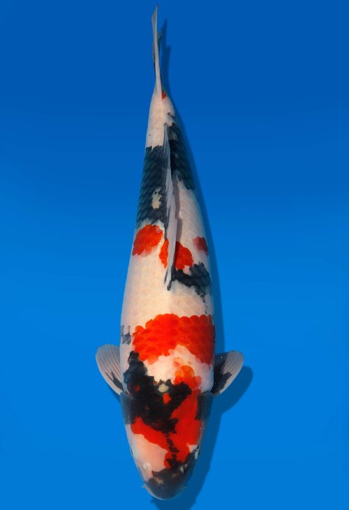 Koi Auktion Dainichi Showa Nisai Monroe male 57cm T06-0170