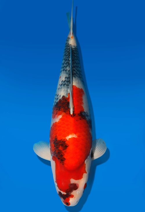 Koi Auktion Dainichi Showa Nisai MonaLisa female 57cm T06-0172