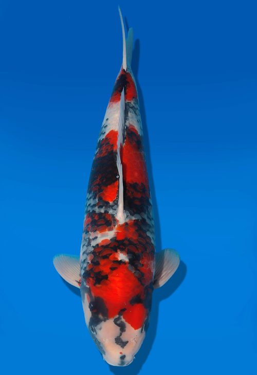 Koi Auktion Dainichi Showa Nisai MonaLisa female 55cm T06-0173