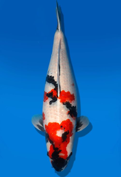 Koi Auktion Dainichi Showa Nisai MonaLisa female 64cm T06-0168