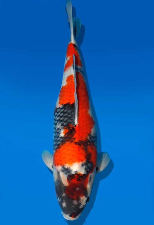 Koi Auktion Dainichi Showa Nisai Monroe female 60cm T06-0177
