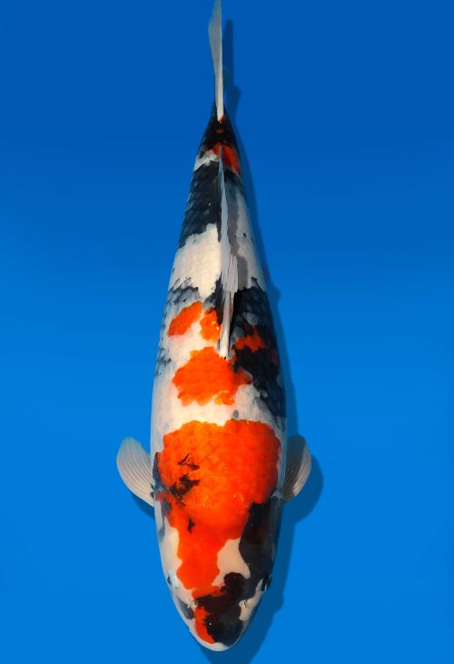 Koi Auktion Dainichi Showa Nisai Monroe female 61cm T06-0174