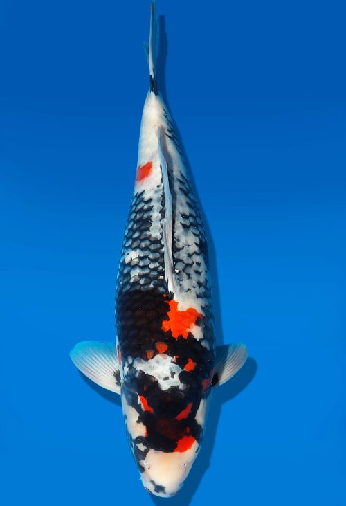 Koi Auktion Dainichi Showa Nisai MonaLisa female 61cm T06-0181